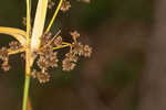 Georgia bulrush